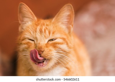 Red Cat Licking Face