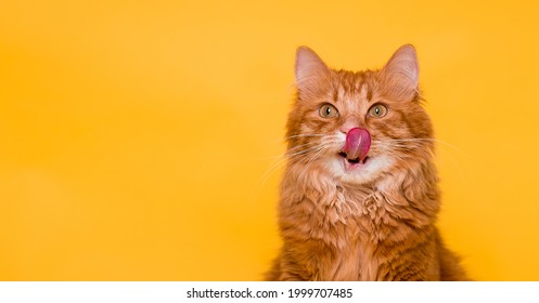 Red cat licking face isolated on yellow. Ginger pet with big eyes looking up. Tasty food for animal. Red fluffy friend. Domestic cute pet.
