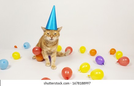 Red cat is looking at the camera  Pictures cats  cat's eyes  cute cat  drawings cats  drawings cats  Russian cat and headpiece white background  Baloon  Isolate copyspace 