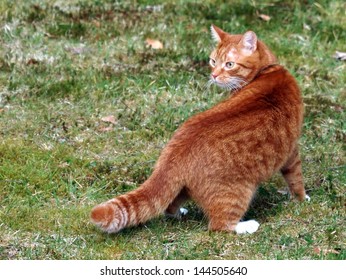 775 Cat looking over shoulder Images, Stock Photos & Vectors | Shutterstock