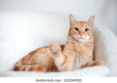 Red cat lying on the armchair - Shutterstock ID 1153349920