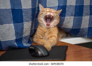 Red Cat Is Lying On Mouse Pad And Yawns