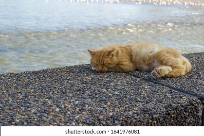 Red Cat Lying  On The River Bank. Homeless Animal. Well-fed, Contented Cat Is Napping On The Embankment. Holiday Concept World Cat Day. Initiative International Fund Animal Welfare. Copy Space. 