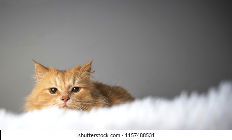 Red cat lying on a white blanket and looking at the camera. A cute ginger cat lies in bed. The fluffy pet looks curiously. Cozy home background.