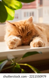 Red Cat Lying On Window Sill In Daylight Near The Heater