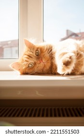 Red Cat Lying On Window Sill In Daylight Near The Heater