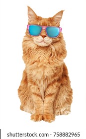 Red cat Maine Coon in sunglasses