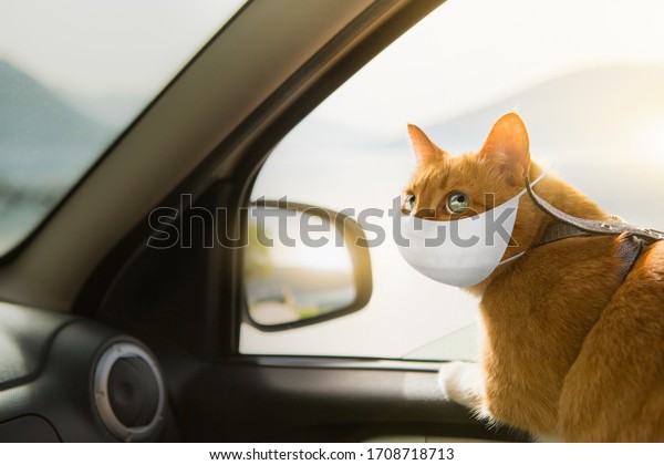 Red cat in a medical mask\
in a car