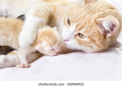 red cat with newborn kittens - Shutterstock ID 269004923