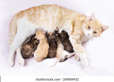 Red Cat With Newborn Kittens