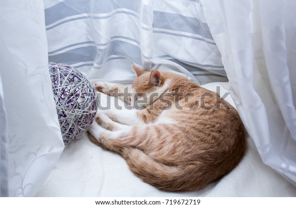Red Cat On Background White Sheets Stock Photo Edit Now 719672719
