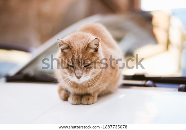 Red cat on a\
car