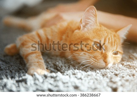 Red cat on the floor, close up