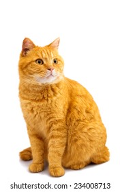 Red Cat On A White Background