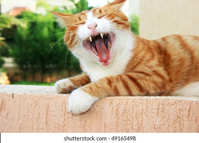 Red Cat With Open Mouth.