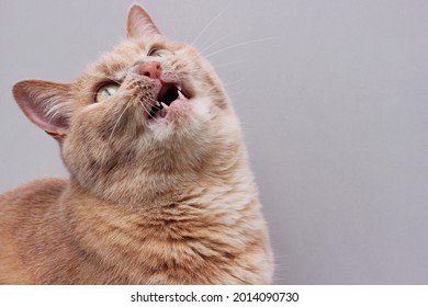 Red cat with an open mouth . The head of the red cat is thrown back, looking up above itself. Gray background. Copy space.