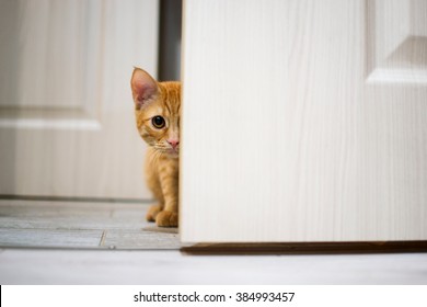 Red Cat Peeking Out From Behind The Door