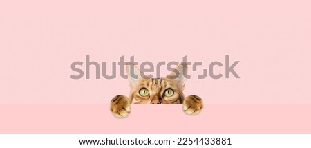 A red cat peeks out curiously from behind a pink background. Copy space.