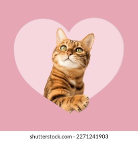 Red cat peeks out of a hole in the shape of a heart on a pink background. Valentines day concept, greeting card, print, advertisement, poster. Copy space. - Powered by Shutterstock