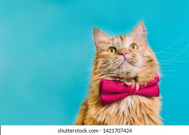 Red Cat With Pink Bowtie Front View. Gentleman-like Fluffy Domestic Animal On Turquoise Background. Adorable Feline Pet Looking Upwards With Magenta Accessory On Blue Backdrop. Cute Curious Kitty