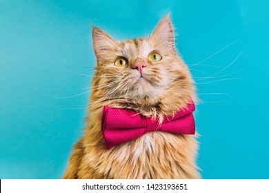 Red cat with pink bowtie front view. Gentleman-like fluffy domestic animal on turquoise background. Adorable feline pet looking upwards with magenta accessory on blue backdrop. Cute curious kitty - Shutterstock ID 1423193651