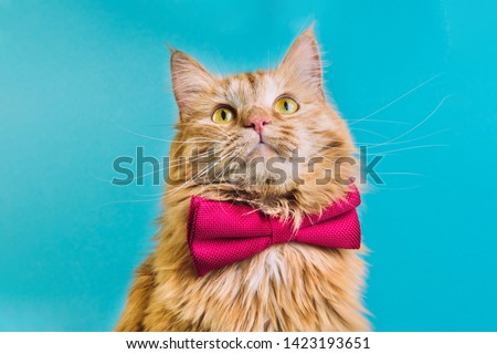 Red cat with pink bowtie front view. Gentleman-like fluffy domestic animal on turquoise background. Adorable feline pet looking upwards with magenta accessory on blue backdrop. Cute curious kitty