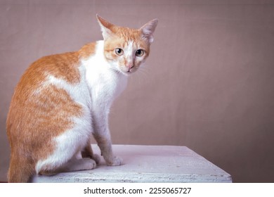 Red cat portrait isolated on brown, side view - Shutterstock ID 2255065727