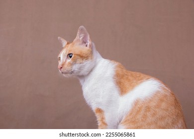 Red cat portrait isolated on brown, side view - Shutterstock ID 2255065861