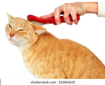 猫 マッサージ の画像 写真素材 ベクター画像 Shutterstock