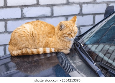 Red cat relaxing on a car hood in front of a white brick wall, enjoying a peaceful moment outdoors - Powered by Shutterstock