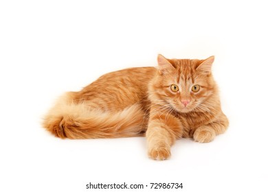 red cat resting isolated on white background