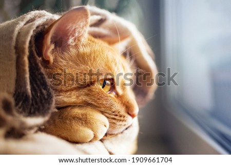Red cat resting on the windowsill and wrapped in a warm blanket, looks out the window, close-up, soft selective focus 