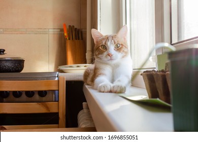 Red Cat Rests On The Window Sill On The Kitchen