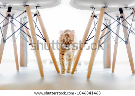 A red cat runs between the legs of the chair. White chair with wooden legs