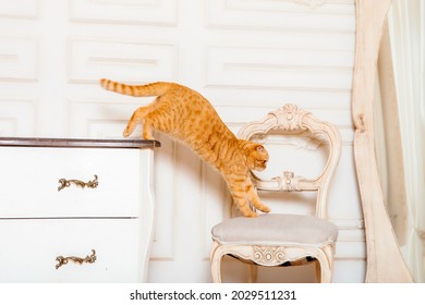 Red Cat In Rustic Interior. Pet At Home. Cat Jumping. Beautiful Kitty Meows