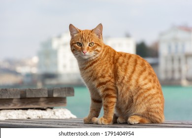 A red cat sits on the background of the sea and looks directly into the camera. A beautiful tabby cat with surprised eyes. Portrait of a young red kitten on the background of the city.