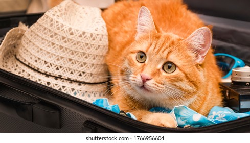 red cat sits in a suitcase with things