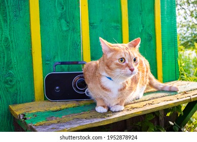 Red Cat Sitting On A Bench In The Garden And Listening To The Radio. Ginger Cat Listening To Shocking News Or Music.