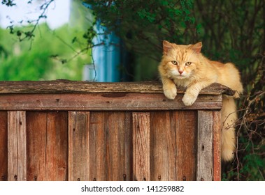 29,806 Cat On A Fence Images, Stock Photos & Vectors | Shutterstock