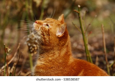 Red cat is sitting on green grass