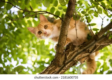 Red cat is sitting on a tree. scared look. - Powered by Shutterstock