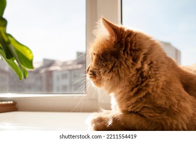 Red Cat Is Sitting On Window Sill In Daylight