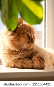 Red Cat Is Sitting On Window Sill In Daylight