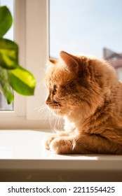 Red Cat Is Sitting On Window Sill In Daylight