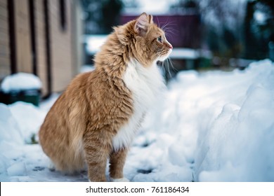 red cat sitting in winter on snow