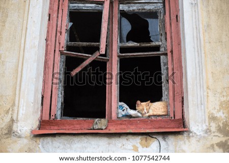 Similar – Image, Stock Photo Way of life only with cat