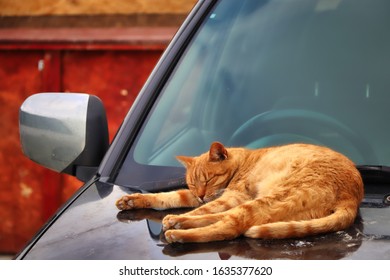 Red Cat Sleeping Comfortably On The Roof Of Car Engine