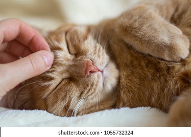 red cat is sleeping. female hand stroking the cat - Shutterstock ID 1055732324