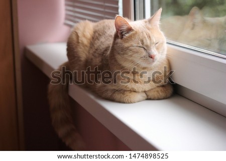 Red cat is sleeping on the windowsill. natural light