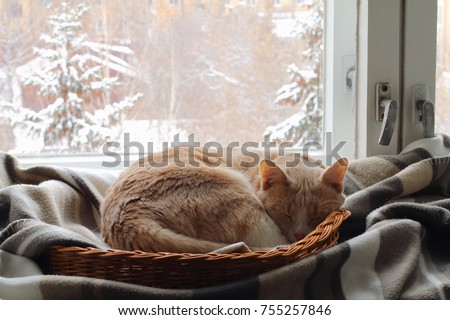 A red cat sleeps in a basket near the window in winter.